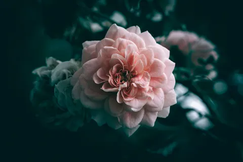 Peony 4K Wallpaper · flowers · 3840×2560