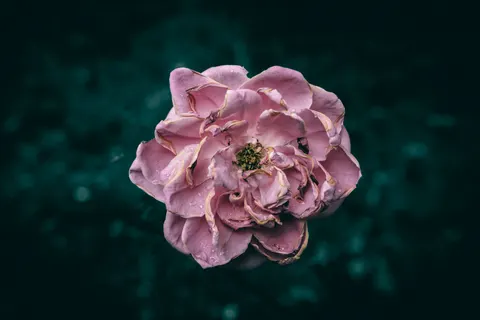 Peony 4K Wallpaper · flowers · 3840×2560