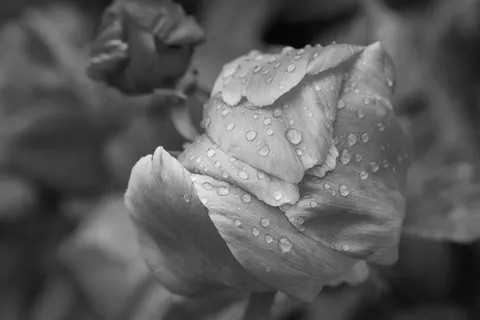 والپیپر گل صدتومانی با کیفیت 4K · flowers · 3840×2561