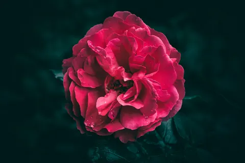 Peony 4K Wallpaper · flowers · 3840×2560