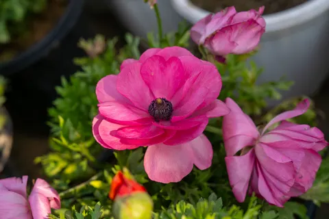 والپیپر گل صدتومانی با کیفیت 4K · flowers · 3840×2560