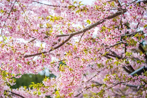 خلفية أزهار الكرز بدقة 4K · nature · 3840×2560