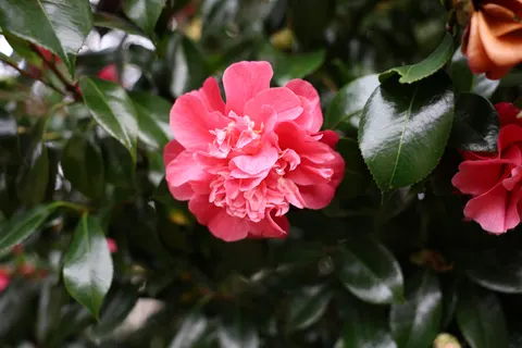Pfingstrose 4K Hintergrundbild · flowers · 3840×2560