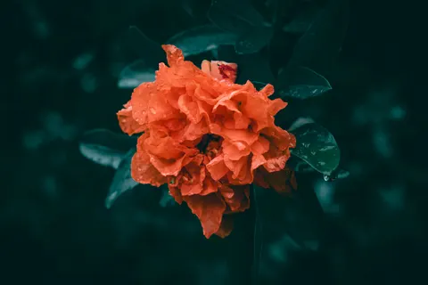 Peony 4K Wallpaper · flowers · 3840×2560