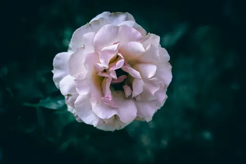 Peony 4K Wallpaper · flowers · 3840×2560