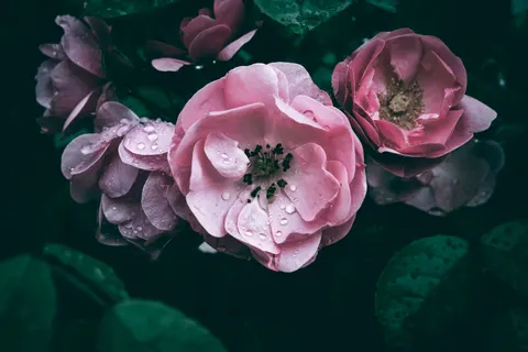 Peony 4K Wallpaper · flowers · 3840×2560