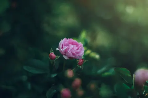Peony 4K Wallpaper · flowers · 3840×2560