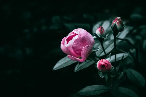 Peony 4K Wallpaper · flowers · 3840×2560