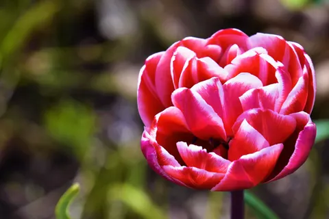 Peony 4K Wallpaper · flowers · 3840×2560