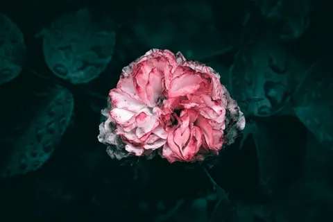 Peony 4K Wallpaper · flowers · 3840×2560