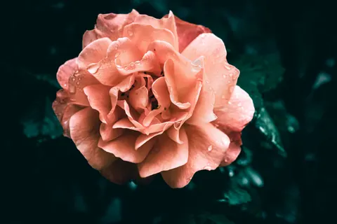 Peony 4K Wallpaper · flowers · 3840×2560