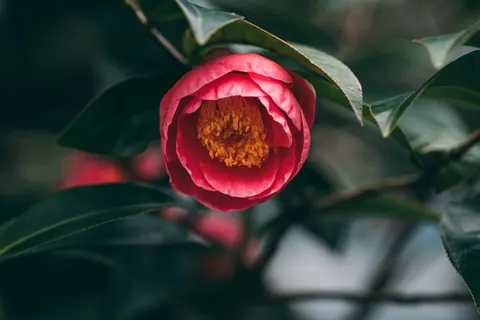 Peony 4K Wallpaper · flowers · 3840×2563