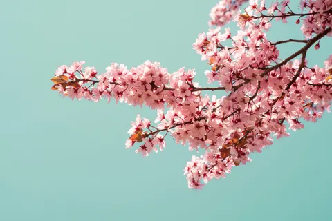 Tapeta Kwiat Wiśni 4K · nature · 3840×2560