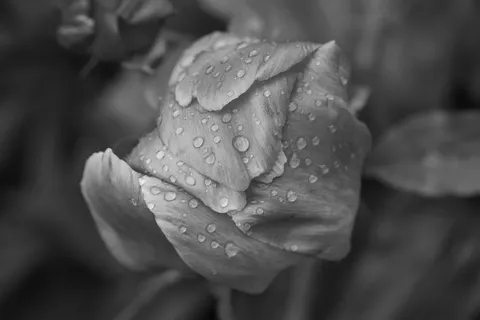 Peony 4K Wallpaper · flowers · 3840×2561