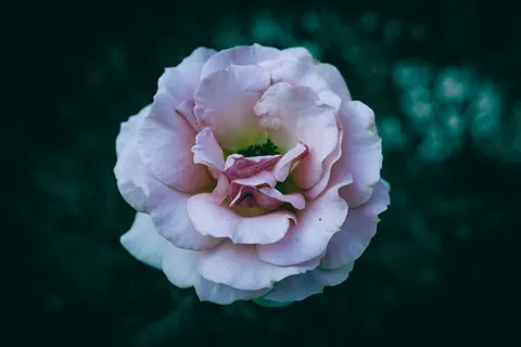 Peony 4K Wallpaper · flowers · 3840×2560