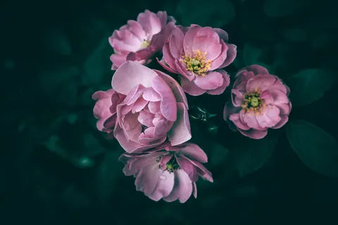 Peony 4K Wallpaper · flowers · 3840×2560