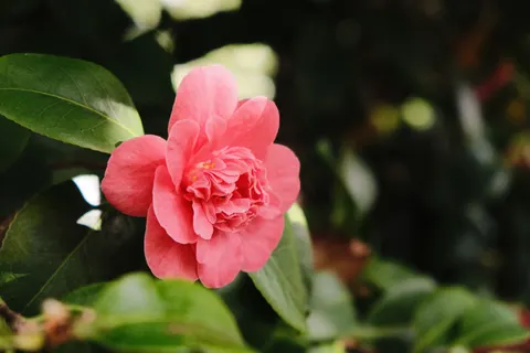 Hình nền Hoa mẫu đơn 4K · flowers · 3840×2560