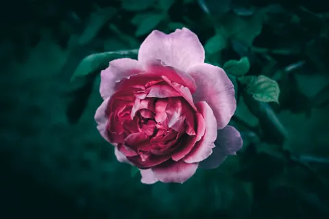 Peony 4K Wallpaper · flowers · 3840×2560