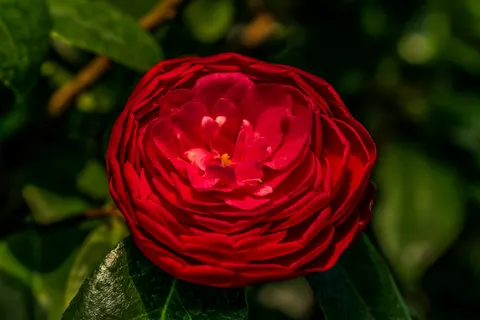 Peony 4K Wallpaper · flowers · 3840×2560