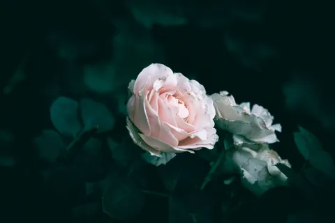 Tapeta Piwonia 4K · flowers · 3840×2560