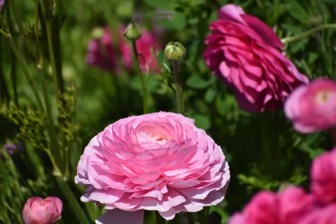 Peony 4K Wallpaper · flowers · 3840×2560