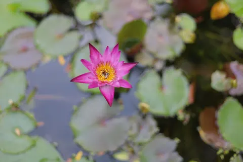 Lotus 4K Wallpaper · flowers · 3840×2560