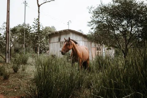 Fond d'écran Cheval 4K · animals · 3840×2560