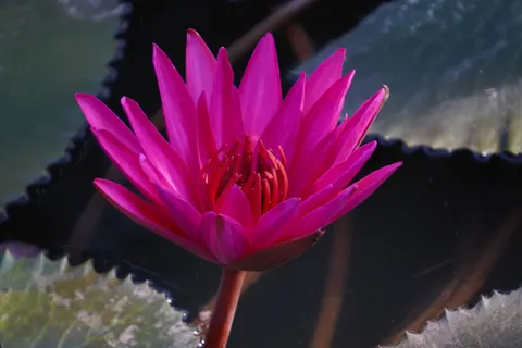Lotus 4K Wallpaper · flowers · 3840×2560