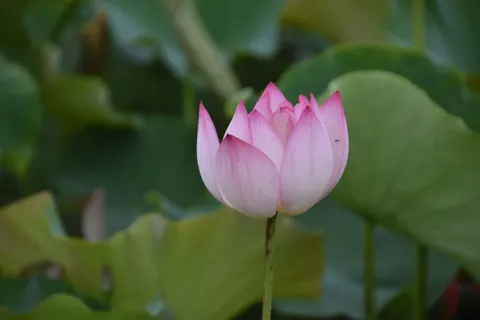 Lotus 4K Wallpaper · flowers · 3840×2560