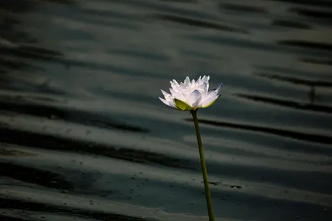 Lotus 4K Wallpaper · flowers · 3840×2560
