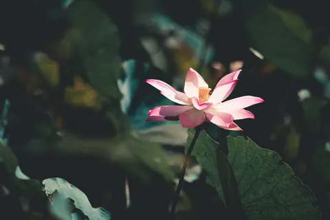 Lotus 4K Wallpaper · flowers · 3840×2560