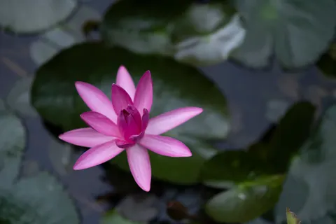 Hình nền Hoa sen 4K · flowers · 3840×2560