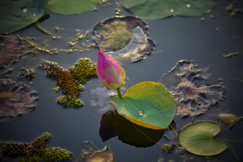 Lotus 4K Wallpaper · flowers · 3840×2563