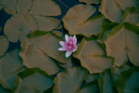 Lotus 4K Wallpaper · flowers · 3840×2560