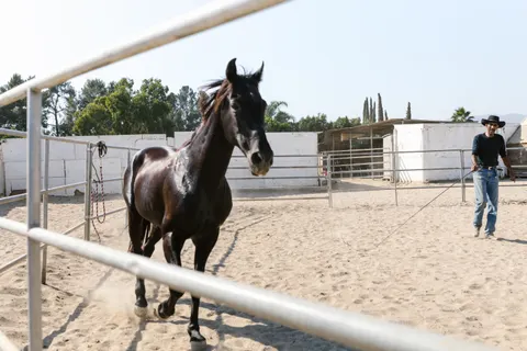 Horse 4K Wallpaper · animals · 3840×2560