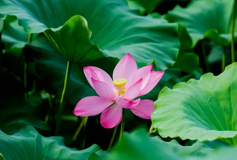 कमल 4K वॉलपेपर · flowers · 3840×2589