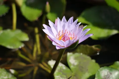 Lotus 4K Wallpaper · flowers · 3840×2560