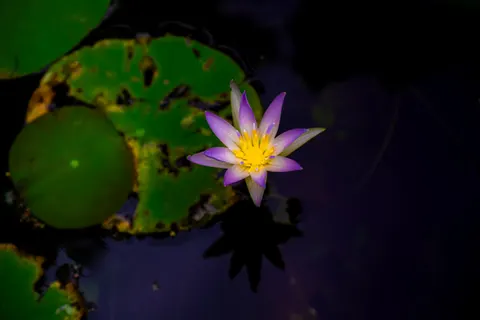 Lotus 4K Wallpaper · flowers · 3840×2560