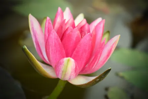 Lotus 4K Wallpaper · flowers · 3840×2560