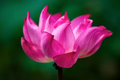 Lotus 4K Wallpaper · flowers · 3840×2563