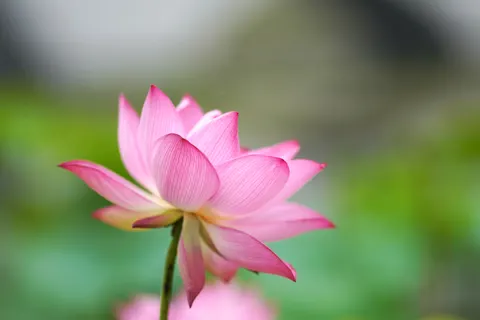 Lotus 4K Wallpaper · flowers · 3840×2560