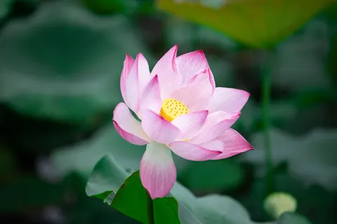 خلفية لوتس بدقة 4K · flowers · 3840×2560