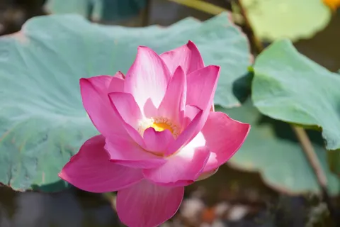 Tapeta Lotos 4K · flowers · 3840×2560