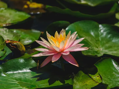 Lotus 4K Wallpaper · flowers · 3840×2880