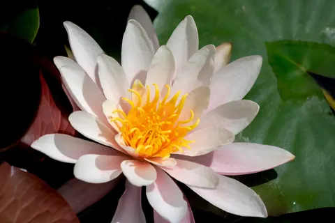 Lotus 4K Wallpaper · flowers · 3840×2561