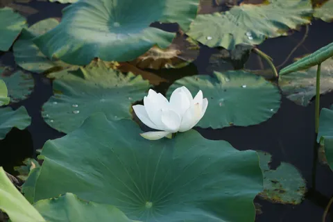 Lotus 4K Hintergrundbild · flowers · 3840×2560