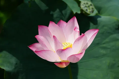 Lotus 4K Wallpaper · flowers · 3840×2560