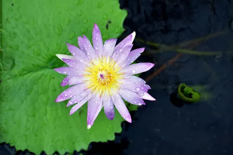 कमल 4K वॉलपेपर · flowers · 3840×2560