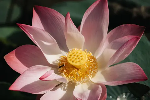 Lotus 4K Wallpaper · flowers · 3840×2560