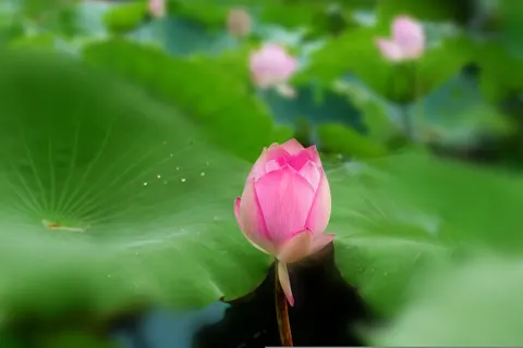 Lotus 4K Wallpaper · flowers · 3840×2560